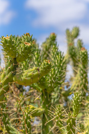 Sharp green cactus stems grow tall under a bright blue sky.