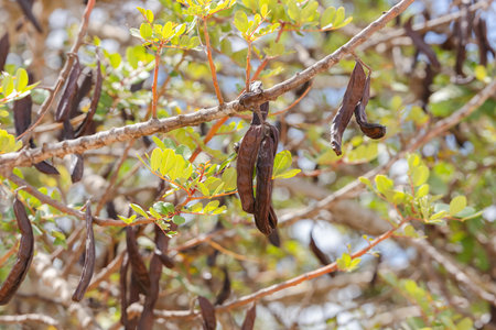 Ripe carob pods on tree branches