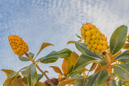 Magnolia seed pods in early stage of development stand out against a blue sky.の写真素材