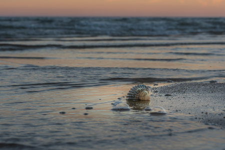 A single seashell sits partially submerged in wet sand as gentle waves reflect the warm hues of the...