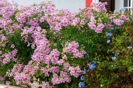 A lush garden wall is covered with vibrant pink Podranea ricasoliana (pink trumpet vine) flowers and...