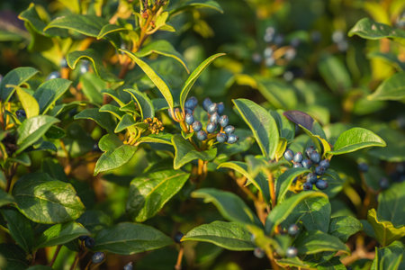 Close-up of blue viburnum berries growing on a bush with fresh green leaves