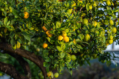 Yellow and green lemons growing densely on a tree with lush green leavesの写真素材
