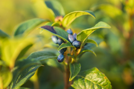 Focused view of viburnum berries and surrounding leaves in warm sunlightの写真素材