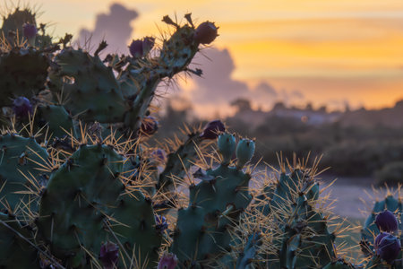 Sharp cactus spines catch warm light with a golden sunset in the backgroundの写真素材