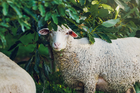 A curious sheep with thick wool and a yellow tag in its ear stands beneath dense green foliage, chewing a small leaf.の写真素材