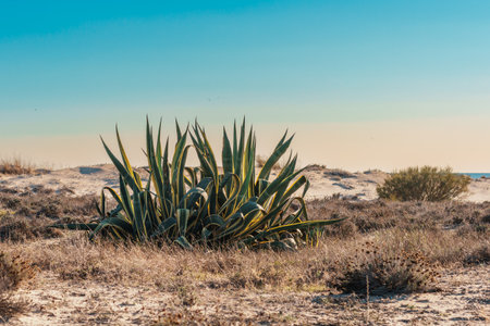 Large agave plant rises from dry grass and sand dunes near a coastal area under a bright blue sky.の写真素材