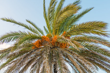 Low angle view of date palm with abundant orange fruits and spreading green leaves.