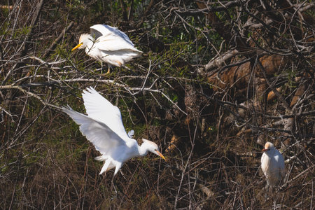 Several white egrets roost quietly in thick shrubs as one bird glides in to join the colony.の写真素材