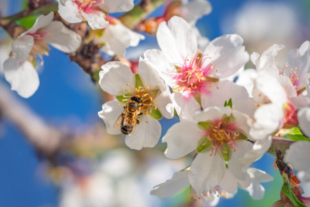 Bee pollinating almond blossoms in spring sunlight