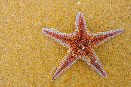Detailed overhead view of a starfish lying on warm golden sand with visible grains and texture.