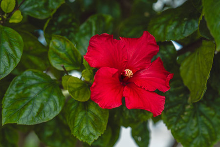 Bright red hibiscus flower blooming on leafy garden plant in natural daylight.