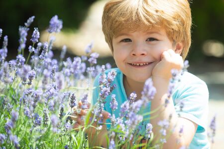 Happy child in lavender bushes. Summer holidays. Fresh lavender. A child in nature. Rest grass. Beautiful fresh summer. Kids smile. Lavandula. Young blonde boy in lavender field in Provence France.の写真素材
