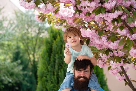 Family walk in the garden. Father holds his son on his shoulders. Beautiful sakura tree. Happy child with his dad.の写真素材