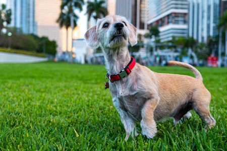 Beautiful dog breed for apartments. City dog on the lawnの写真素材