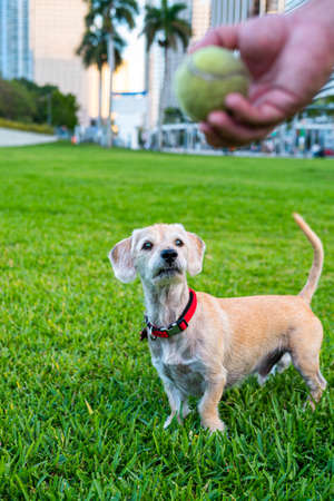 Little dog. Dog on the lawn, hand with a ball, playing with a dog.の写真素材
