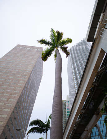 Skyscrapers and palm trees. Miami city. Living in downtown. Nature among buildings.の写真素材