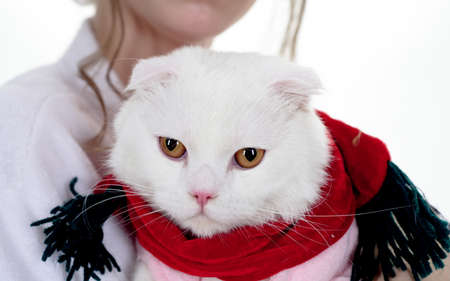 Winter woman and cat. Beautiful young woman with cute cat resting at home. Woman at home and her lovely fluffy cat. Love for the animals.の写真素材
