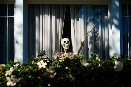 Dead owner in the window of the house. Skeleton. Halloween scenery. Terrible holiday at home. Halloween in the USA. Traditions and house decor. Terrible creatures.の写真素材