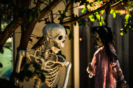 Skeletons hang on a tree near the family home. Scenery for Halloween in October. Decoration in the...