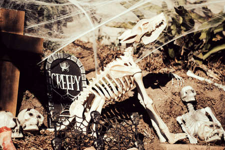 Skeletons of dogs and humans. Scenery for Halloween in October. Decoration in the yard.の写真素材