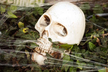 Skull on the ground. Scenery for Halloween in October. Decoration in the yard.の写真素材