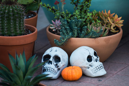 Skulls with pumpkin. Scenery for Halloween in October. Decoration in the yard.の写真素材