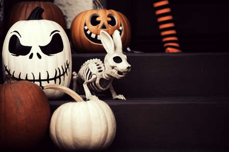 Pumpkins and dog skeleton. Scenery for Halloween in October. Decoration in the yard.の写真素材