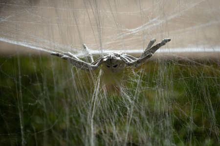 Spider and spider web. Scenery for Halloween in October. Decoration in the yard.の写真素材