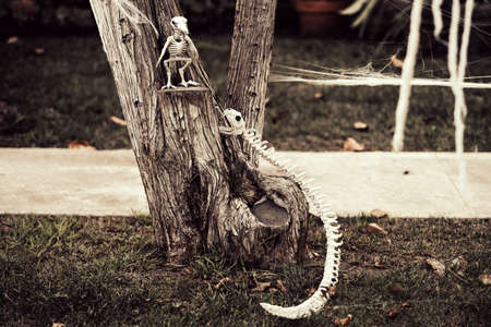 Skeleton of a snake and a bird. Animals, nature. Scenery for Halloween in October. Decoration in the yard.の写真素材