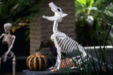 Dog skeleton and pumpkin. Scenery for Halloween in October. Decoration in the yard.の写真素材