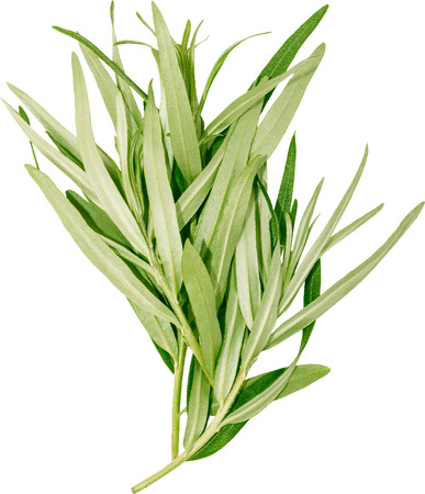 Fresh green branches macro shotの写真素材