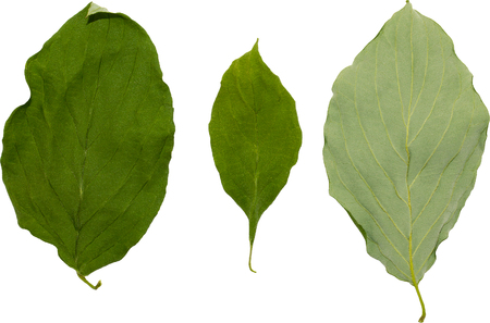 Dry acacia leaves on a white backgroundの写真素材