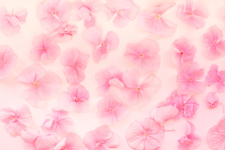 Summer blossoming hydrangea. Flower bokeh background. Pastel and soft floral flat lay. Selective focus. Tenderness and beauty. Light pink floral pattern on a white surface. View from above.の写真素材