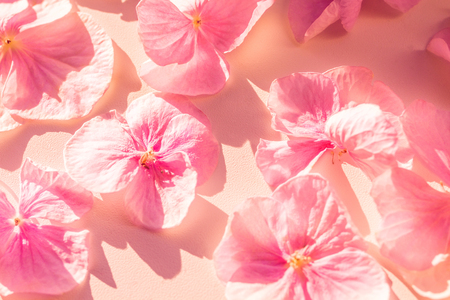 Floral background with delicate shades. Festive flower petals are carelessly scattered. Large pink petals on a rough white porous surface. Sunny day. View from above. Long shadows.の写真素材