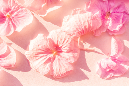 Large pink petals on a rough white porous surface. Sunny day. View from above. Long shadows. Floral background with delicate shades. Festive flower petals are carelessly scattered.の写真素材