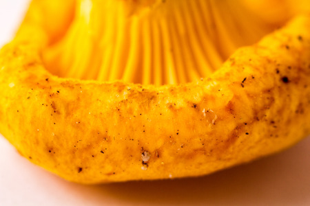 Gold Chanterelle mushroom. Macro. Closeup. Side view. Very shallow DOF, selective soft focus as a magic food concept.の写真素材