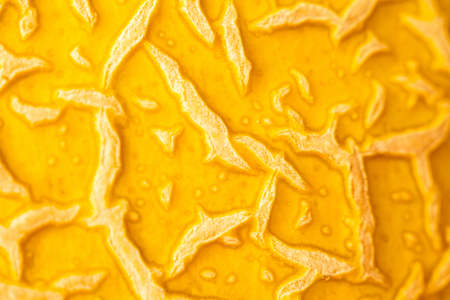Texture of yellow very ripe melon. Rough surface. The surface is stroked by its nature pattern. Melon skin close up. Shallow DOF, selective soft focus.の写真素材