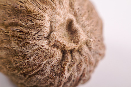 Macro close-up texture of dried Nutmeg. Ingredients for the dish. Empty space for text on the right. Warm colorway. Very shallow DOF, selective soft focus as a magic food concept.の写真素材
