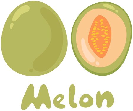 Cantaloupe melon, fruit vector illustration. Cartoon flat icon isolated on white with textのイラスト素材