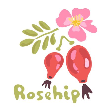 Vector rosehip branch with red berries and pink flower isolated on a white background.のイラスト素材