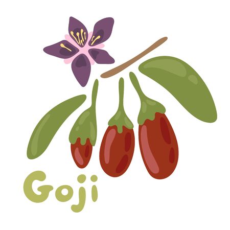 Goji berries on whiteのイラスト素材