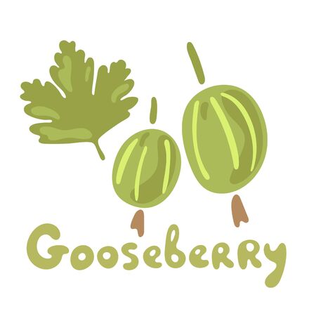 Fresh gooseberry berries or fruits. Organic food gooseberries on white background. Vector hand drawn illustrations. Garden plant. Flat doodle design.のイラスト素材