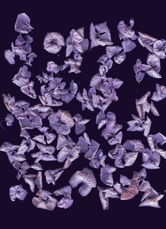 Dried hydrangea flowers. Abstract flatlay, top view. Vertical format. Free space for your text. Violet color scheme. Floral flatlay on dark background. Cold natural colors. Vintage styleの写真素材