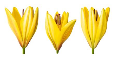 Beautiful blooming lily on a white background. Stock images for design. Flowers are arranged in different angles. Three half-opened buds with dew drops. Side view.の写真素材