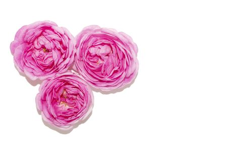 Three Light Pink Rose Flowers Isolated on White Background on the Left. Top View. Stock Photo. Space for text on the right. Spring tender floral elementsの写真素材