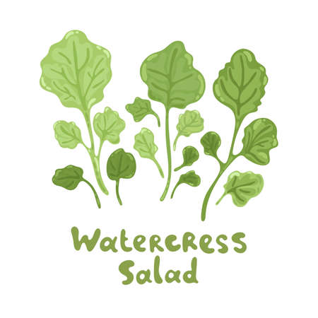 Watercress fresh culinary plant. Cute flat illustration. Green seasoning cooking herbs. Hand drawn vector icon on a white background. Watercress salad for soup, meat and other dishes.のイラスト素材