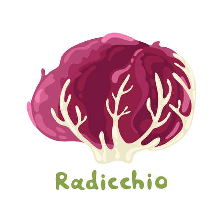 Red radicchio healthy organic vegetarian food. Seasonal cultivated vegetable. Plant radicchio organic salad. Radicchio lettuce cute vector icon. Organic ripe purple cabbage with leaves and stem.のイラスト素材
