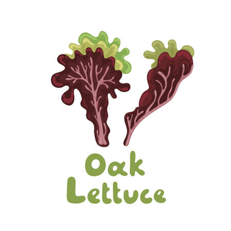 Oak leaf lettuce salad leaves, healthy organic vegetarian food. Vector stock illustration on a white background. Salad icon. Cartoon salad icon for menu design, packaging, cooking book, web design.のイラスト素材