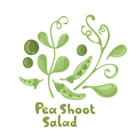 Pea shoots vector vegetable illustration. Pea shoots salad ingredient. Botanical drawing. Farm market product. Isolated cute icon on white background. Fresh leaves and peas. Delicious peas seeds.のイラスト素材